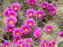 Cactus flower photo by Gina Nichol.