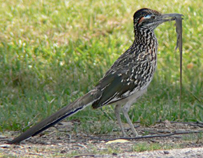 Greater Roadrunner photo by Mahlon Hale.