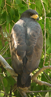 Common Black Hawk photo by Gina Nichol.