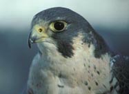 Peregrine Falcon by Dave Utterback, Portal, AZ