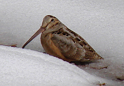American Woodcock at Chatfield Hollow.&nbsp;Photo by Gina Nichol.