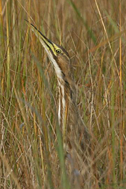 American Bittern by John Schwarz