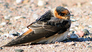 Cave Swallow photo &copy; John Schwarz.