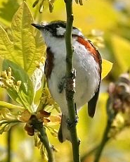 Chestnut-sided Warbler