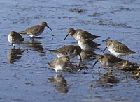 Dunlin photo by Donna A. Dewhurst.