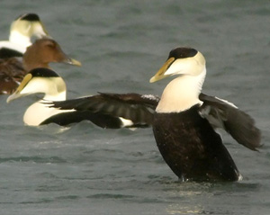 Common Eider photo by Jeff Bouton.