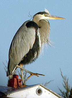 Great Blue Heron photo by Gina Nichol.