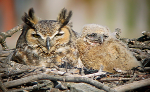 Great Horned Owl photo by Gina Nichol. 