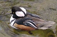 Hooded Merganser photo by Gina Nichol