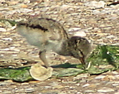 American Oystercatcher chick.&nbsp;West Haven, Sandy Point. Photo by Gina Nichol. 