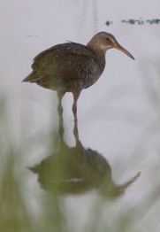 Clapper Rail photo by Ryan Sayers