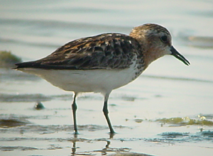 Red-necked Stint by Gina Nichol