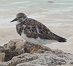 Ruddy Turnstone.  Photo by Gina Nichol.