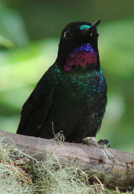 Tourmaline Sunangel