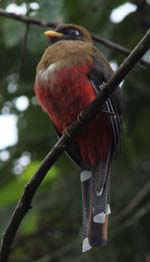 Masked Trogon 