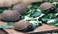 Young tortoises at the Darwin Research Station.  Photo by Gina Nichol.