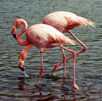 Greater Flamingos.  Photo by Gina Nichol