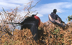 Frigatebird courtship. Photo by Gina Nichol.