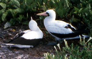 Nazca Boobies.  Photo by Gina Nichol.