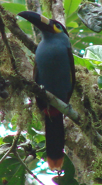 Plate-billed Mountain Toucan photo by Gina Nichol.