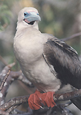 Red-footed Booby.  Photo by Gina Nichol.
