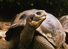 Galapagos Giant Tortoise.