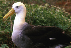 Waved Albatross.  Photo by Gina Nichol.