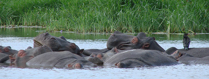 Hippos