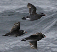 Whiskered Auklet. Photo by Steve Bird.