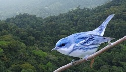 Cerulean Warbler. 