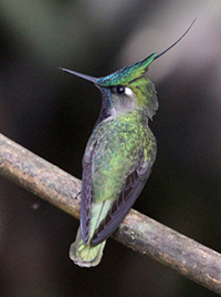 Plovercrest. Photo by Steve Bird.
