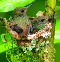 Rufous-tailed Hummingbirds about to fledge. Photo by Gina Nichol.