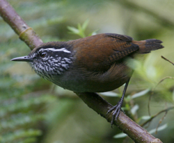 Munchique Wood Wren. Colombia.