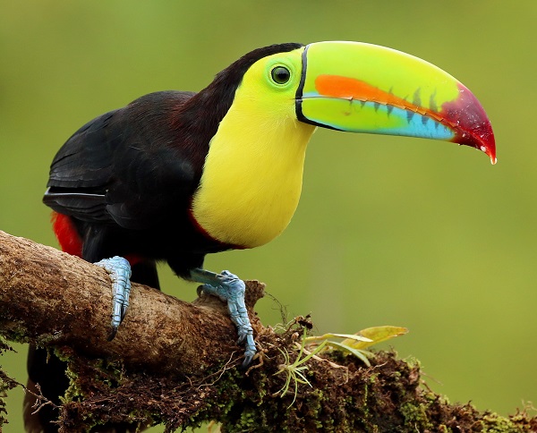 Keel-billed Toucan by Steve Bird.