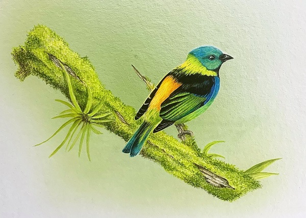 Green-headed Tanager by Steve Bird.