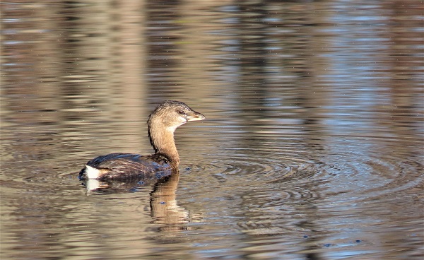 Pied-billed Grebe, November 9, 2020. Photo by Gina Nichol.
