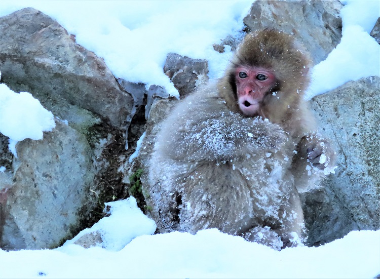 Snow Monkey, Japan, 2020. Photo by Gina Nichol.