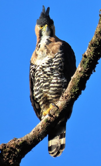 Ornate Hawk Eagle by Gina Nichol.
