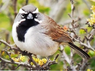 Black-throated Sparrow by Frank Gallo.