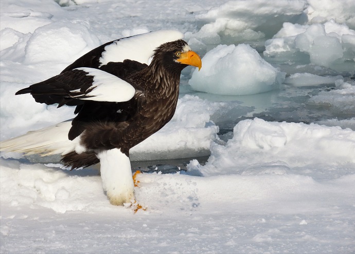 Photo by Gina Nichol, Japan, Steller's Sea Eagle ready to go (so are we!)