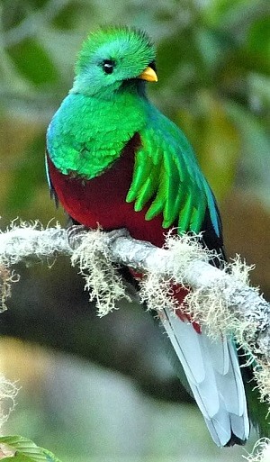 Resplendent Quetzal by Gina Nichol.