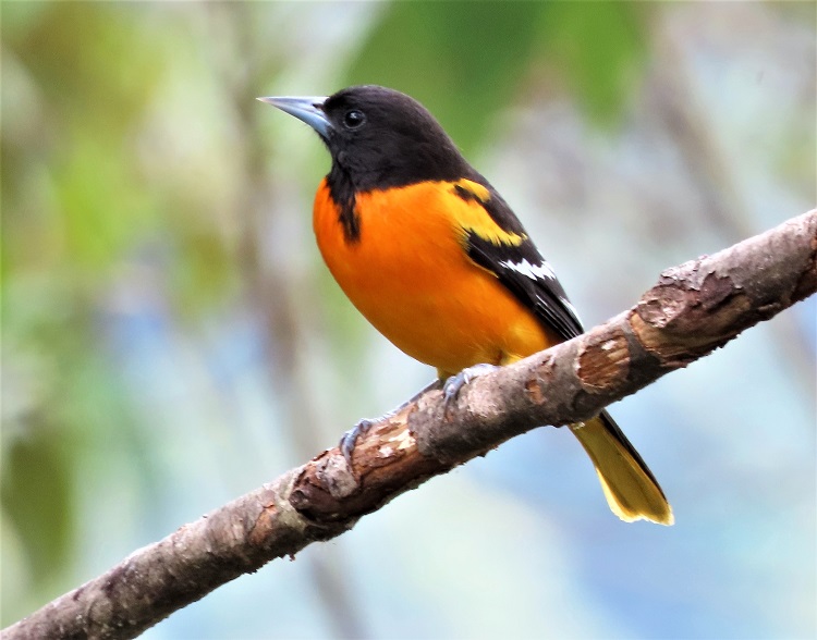 Baltimore Oriole. Coming soon to a tree near you.