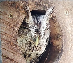 McCall's Eastern Screech Owl by Frank Gallo.