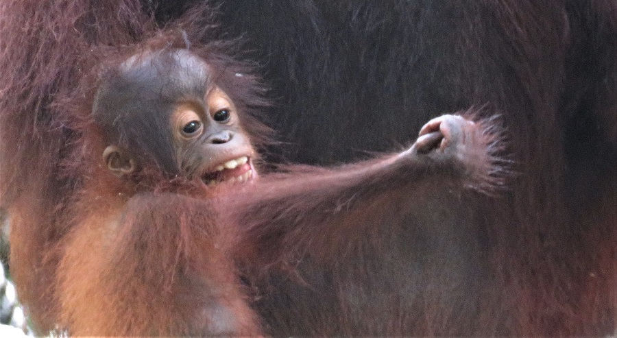 A young Orangutan clings to its mother in Borneo. Photo by Gina Nichol. 
