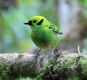 Emerald Tanager. Costa Rica by Gina Nichol.