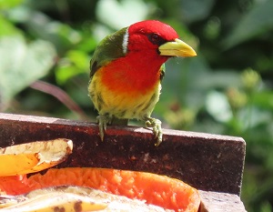 Red-headed Barbet. Costa Rica. 