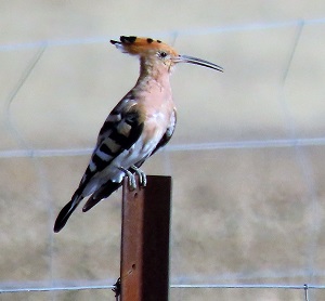 Eurasian Hoopoe!  Always a crowd pleaser!