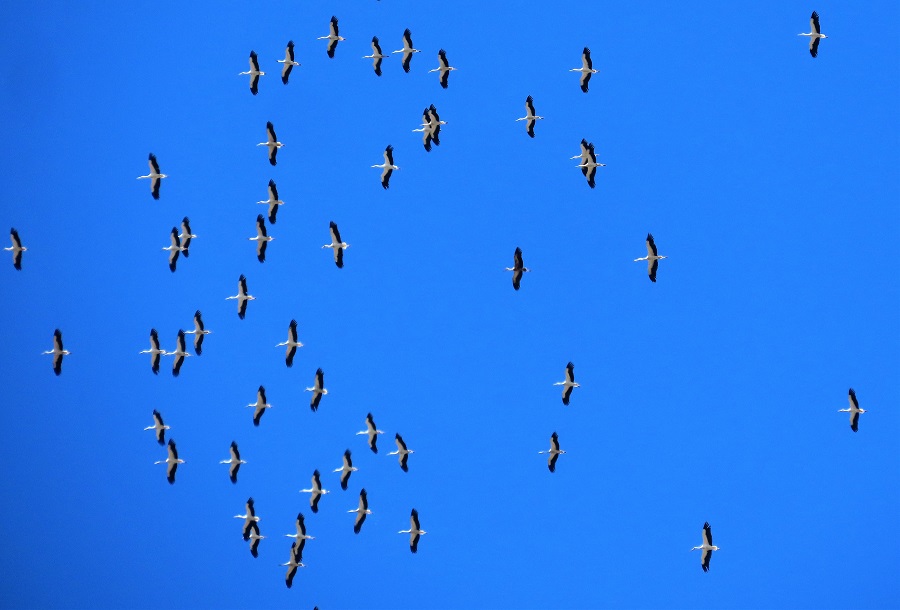 White Storks migrating over the Strait of Gibraltar. 