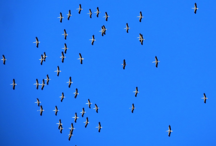 White Storks migrating over the Strait of Gibraltar.