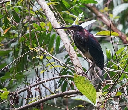 Agami Heron, Costa Rica 2024